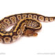 ball python for sale