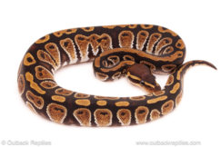 ball python for sale