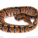 ball python for sale