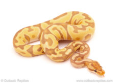 ball python for sale