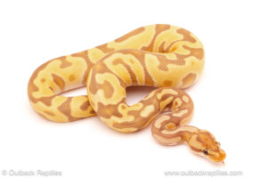 ball python for sale
