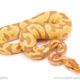 ball python for sale