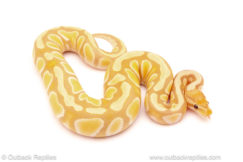 ball python for sale