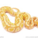 ball python for sale
