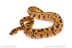 ball python for sale