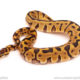 ball python for sale