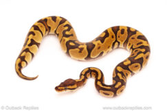 ball python for sale