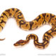 ball python for sale