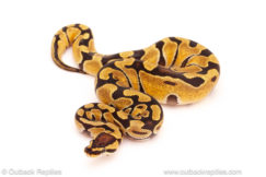 ball python for sale
