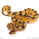 ball python for sale