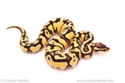 ball python for sale