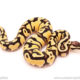 ball python for sale