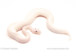 ball python for sale