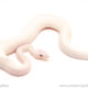 ball python for sale