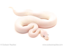 ball python for sale