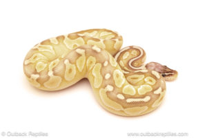 ball python for sale