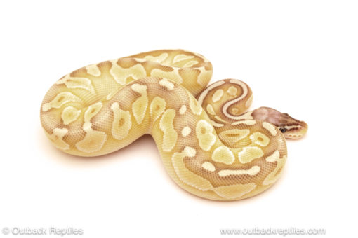 ball python for sale