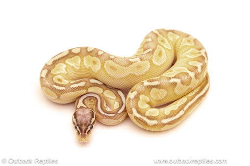 ball python for sale