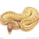 ball python for sale