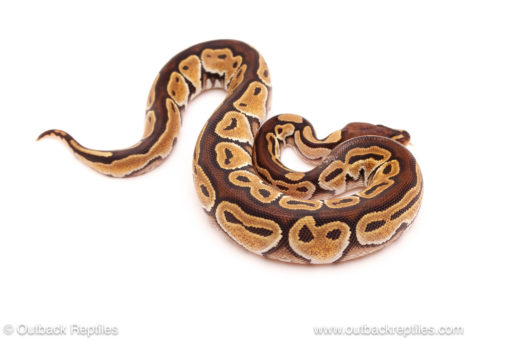 ball python for sale