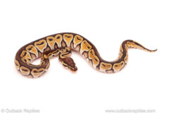 ball python for sale