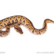 ball python for sale