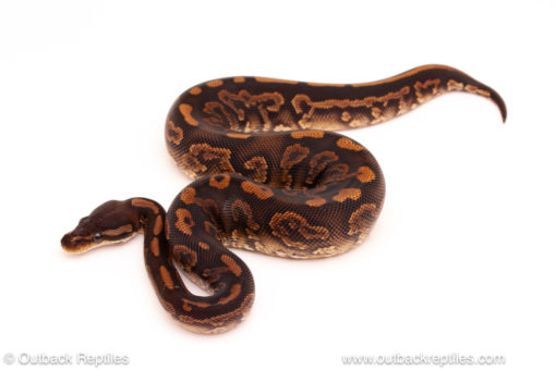 ball python for sale