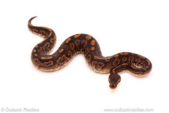 ball python for sale