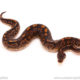 ball python for sale