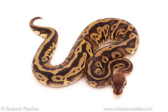 ball python for sale