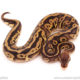 ball python for sale