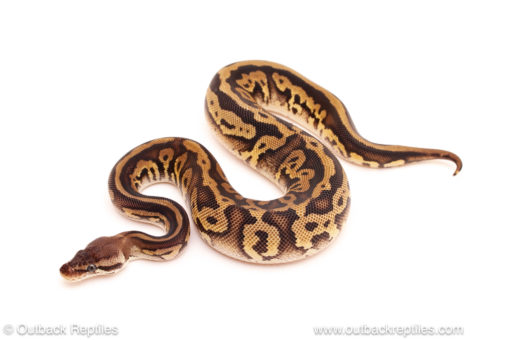 ball python for sale