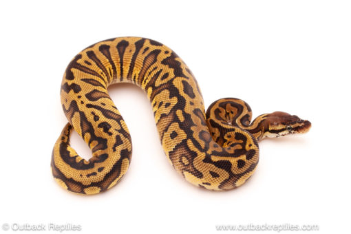 ball python for sale