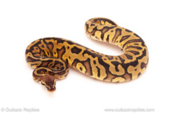 ball python for sale
