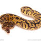 ball python for sale