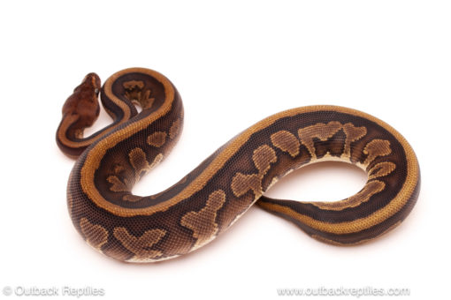 ball python for sale
