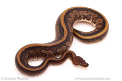 ball python for sale