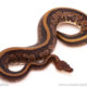 ball python for sale
