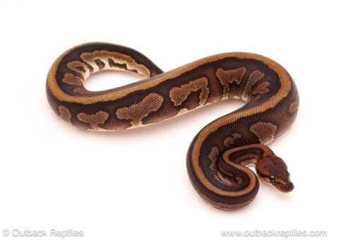ball python for sale