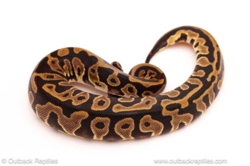 ball python for sale