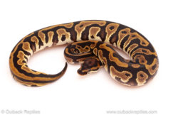 ball python for sale