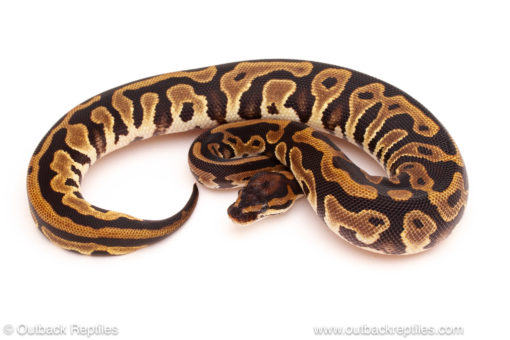 ball python for sale