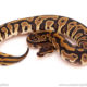ball python for sale