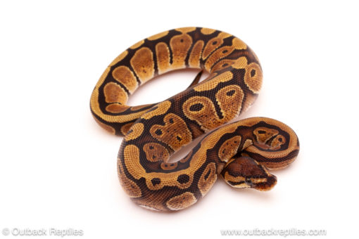 ball python for sale