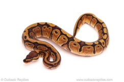 ball python for sale