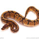 ball python for sale