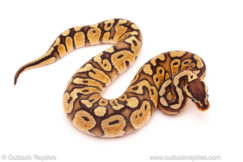 ball python for sale