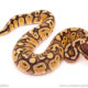 ball python for sale