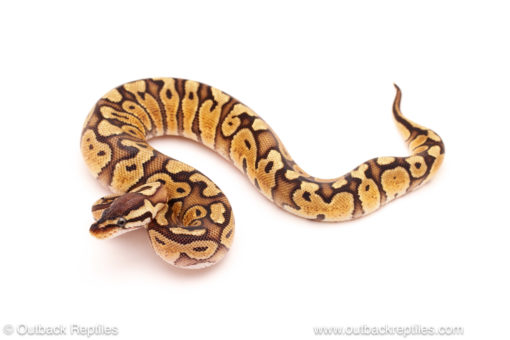 ball python for sale