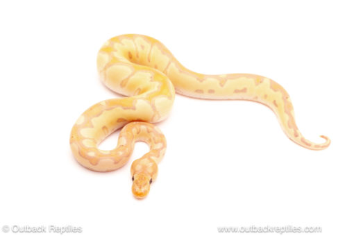 ball python for sale